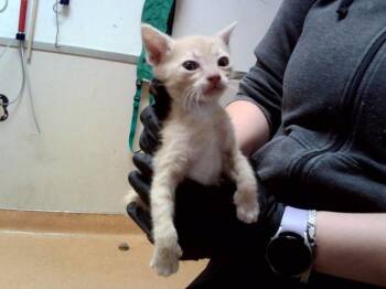 A1049326 -  Domestic Short Hair Cat for Adoption in Martinez, California - A1049326 | PetCurious