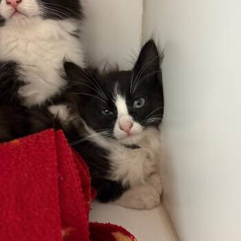 Rescue Domestic Long Hair Cats for Adoption in Clavet, Saskatchewan - Cotton Ball | PetCurious