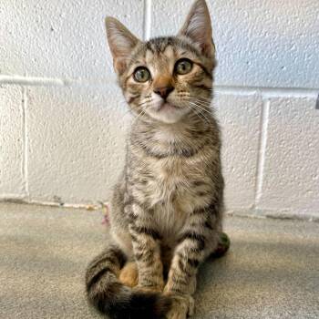 Domestic Short Hair Cats Available for Adoption in Carencro, Louisiana - Vyvanse | PetCurious