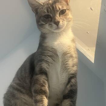 Domestic Short Hair Cats Available for Adoption - Smokey | PetCurious