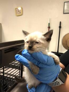 Rescue Siamese Cats for Adoption in Long Beach, California - PETER PUMPERNICKLE | PetCurious