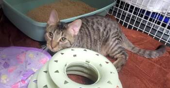 Digger (Midget) -  Domestic Short Hair Cat for Adoption in Diamond Springs, California - Digger (Midget) | PetCurious