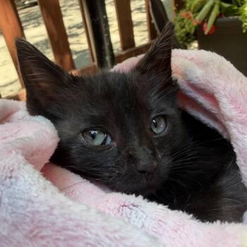 Firefly -  Domestic Short Hair Cat for Adoption in Chicago, Illinois - Firefly | PetCurious