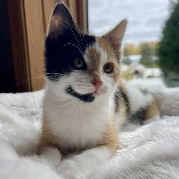 Mog C71532 -  Domestic Short Hair Cat for Adoption in Minnetonka, Minnesota - Mog C71532 | PetCurious