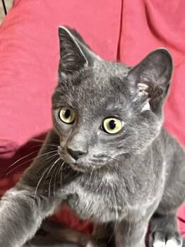 Puddin -  Domestic Short Hair Cat Available for Adoption in Bolton, Connecticut - Puddin | PetCurious