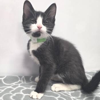 Domestic Short Hair Cats Available for Adoption in Fort Wayne, Indiana - Crouton | PetCurious