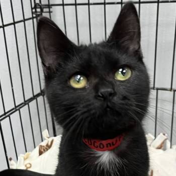 Rescue Domestic Short Hair Cats for Adoption in Buffalo, New York - Coconut | PetCurious