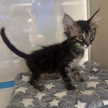 Salem (Green Collar) -  Domestic Medium Hair Cat for Adoption in Sunnyvale, California - Salem (Green Collar) | PetCurious