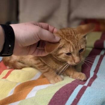 Poutine -  Domestic Short Hair Cat for Adoption in Westland, Michigan - Poutine | PetCurious
