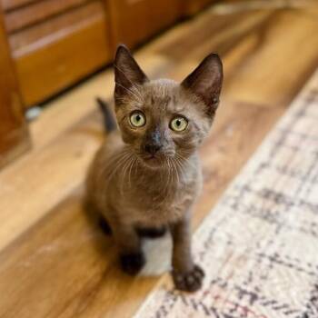 Buck Wilder Pretty Boy Wonder -  Siamese and Domestic Short Hair Cat for Adoption in Friendswood, Texas - Buck Wilder Pretty Boy Wonder | PetCurious
