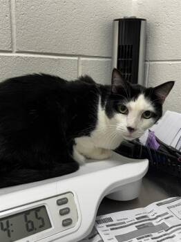JENKINS -  Domestic Short Hair Cat for Adoption - JENKINS | PetCurious