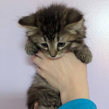 Domestic Long Hair Cats Available for Adoption in Johnstown, Pennsylvania - Ciabatta | PetCurious