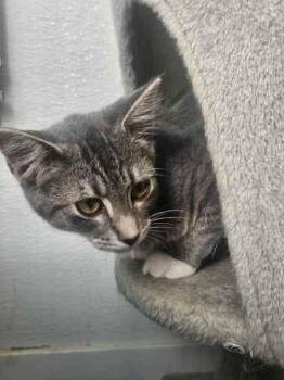 Prince -  Domestic Short Hair Cat for Adoption in Mount Pleasant, Iowa - Prince | PetCurious