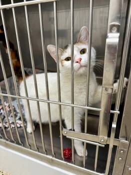 April -  Domestic Short Hair Cat for Adoption in Glenfield, New York - April | PetCurious