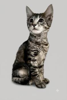Gustav -  Domestic Short Hair Cat for Adoption - Gustav | PetCurious