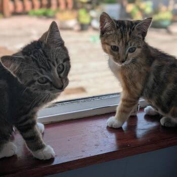 Creamsicle and or Popsicle -  Domestic Short Hair Cat for Adoption in Pendleton, Oregon - Creamsicle And Or Popsicle | PetCurious