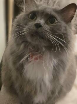 Puff -  Domestic Short Hair Cat for Adoption in Greece, New York - Puff | PetCurious