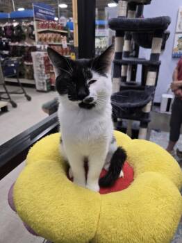 Rescue Domestic Short Hair Cats for Adoption in Richmond, Virginia - Cruella | PetCurious