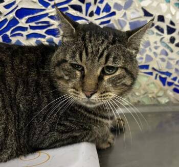 Rescue Domestic Short Hair Cats for Adoption in Pensacola, Florida - TOM | PetCurious