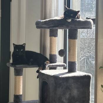 Domestic Short Hair Cats Available for Adoption - Jamie | PetCurious