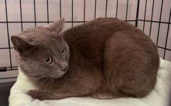Domestic Short Hair Cats Available for Adoption in Windsor, Connecticut - Goya | PetCurious