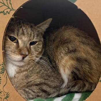 Domestic Short Hair Cats Available for Adoption in Reno, Nevada - Frantic | PetCurious