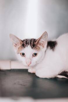 95306a Cheese & Beans-PetSmart  Mt. Pleasant -  Domestic Short Hair Cat for Adoption in North Charleston, South Carolina - 95306a Cheese & Beans-PetSmart  Mt. Pleasant | PetCurious