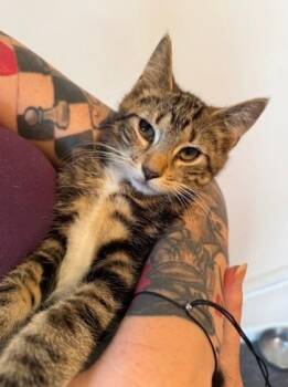 Beans -  Domestic Short Hair Cat for Adoption in Berwick, Pennsylvania - Beans | PetCurious