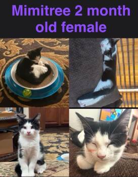 Mimitree -  Domestic Short Hair Cat for Adoption in Mustang, Oklahoma - Mimitree | PetCurious