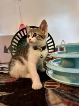 Curious George - ADOPTED -  Domestic Short Hair Cat for Adoption in Atlanta, Georgia - Curious George - ADOPTED | PetCurious