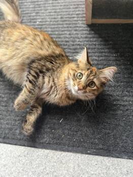 Rescue Domestic Medium Hair Cats for Adoption in Chicago, Illinois - Judy | PetCurious