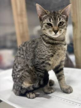 Marbles -  Domestic Short Hair Cat for Adoption in Corpus Christi, Texas - Marbles | PetCurious