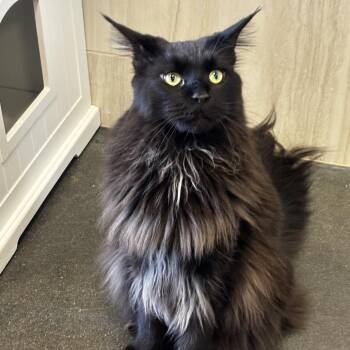 Bono -  Maine Coon Cat for Adoption in Franklin, Tennessee - Bono | PetCurious