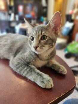 Rescue Domestic Short Hair Cats for Adoption in Ballwin, Missouri - Admiral Bacon Adopt With Princess Pepperoni | PetCurious