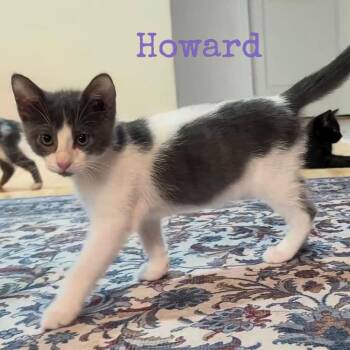 Howard -  Domestic Short Hair Cat for Adoption in Madison, Wisconsin - Howard | PetCurious