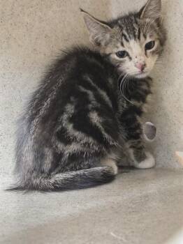CONTROL ALT DELETE -  Domestic Short Hair Cat for Adoption in Tallahassee, Florida - CONTROL ALT DELETE | PetCurious