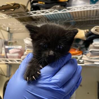 Boo -  Domestic Medium Hair Cat for Adoption in Pasadena, California - Boo | PetCurious