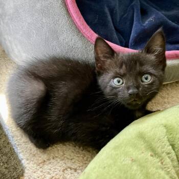 Starling Grant (Lucy kitten) -  Domestic Short Hair Cat for Adoption in Merrifield, Virginia - Starling Grant (Lucy Kitten) | PetCurious
