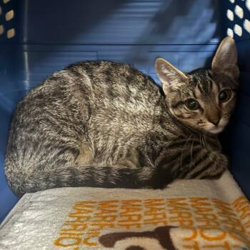 Tabby -  Domestic Short Hair Cat for Adoption in Saint Charles, Missouri - Tabby | PetCurious