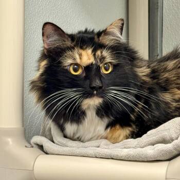 Domestic Long Hair Cats Available for Adoption in Gillette, Wyoming - Maggie | PetCurious