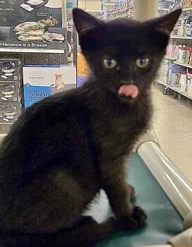 Tarot -  Domestic Short Hair Cat Available for Adoption in Red Bank, New Jersey - Tarot | PetCurious