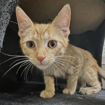 O.C. 53570 -  Domestic Short Hair Cat for Adoption in Las Vegas, Nevada - O.C. 53570 | PetCurious