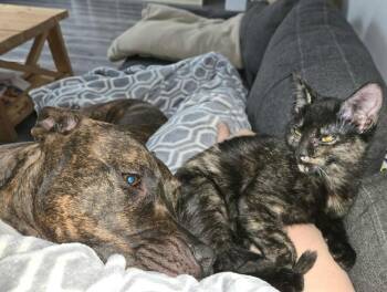 Domestic Short Hair Cats Available for Adoption - Bran | PetCurious