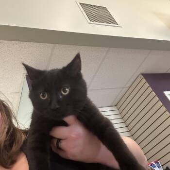 Pipsqueak -  Domestic Short Hair Cat for Adoption in Ottawa, Kansas - Pipsqueak | PetCurious