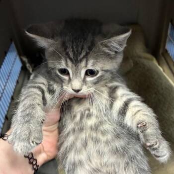 Shoebill (black) -  Domestic Short Hair Cat for Adoption in Greensboro, North Carolina - Shoebill (black) | PetCurious