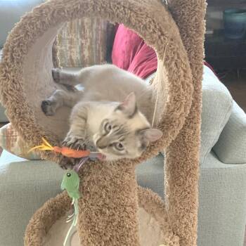Siamese Cats Available for Adoption - Bluey | PetCurious
