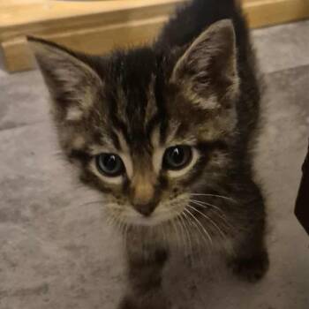 Domestic Medium Hair Cats Available for Adoption - Milk Dud | PetCurious