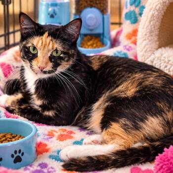 Trixie -  Calico Cat for Adoption in Pottsboro, Texas - Trixie | PetCurious