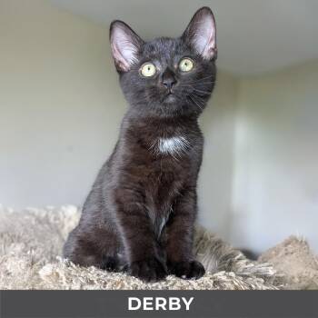 Derby -  Domestic Short Hair Cat for Adoption in Toronto, Ontario - Derby | PetCurious