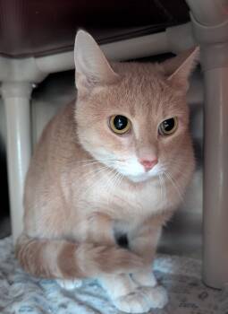 Domestic Short Hair Cats Available for Adoption - Working Cat (Buffy) | PetCurious